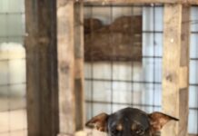 Recanto dos Focinhos convida população para adoção pet