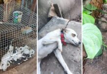 Polícia multa idosa em R$ 3,5 mil suspeita de manter cerca de 100 animais em condições insalubres