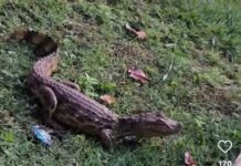 Filhote de jacaré é resgatado em pista de caminhada, em Nhandeara