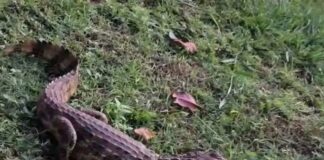 Filhote de jacaré é resgatado em pista de caminhada, em Nhandeara