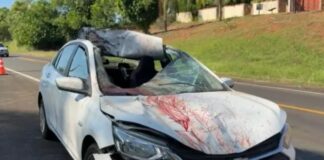 Cavalo na pista provoca acidente entre dois carros e deixa três feridos