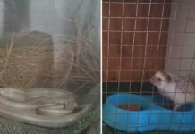 Polícia Ambiental apreende duas cobras e três ouriços em residência de Araçatuba