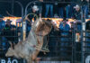 Votu International Rodeo: entenda como serão definidos os campeões das montarias em touros