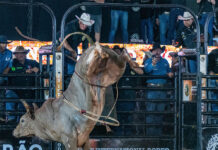 Votu International Rodeo: entenda como serão definidos os campeões das montarias em touros