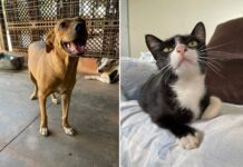 Feira de Adoção: Abrigo Municipal ficará aberto neste domingo para visitação