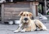 Estado proíbe acorrentamento de animais domésticos; Votuporanga é destaque no pioneirismo da medida