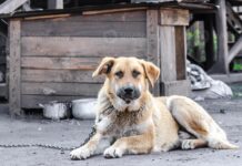 Estado proíbe acorrentamento de animais domésticos; Votuporanga é destaque no pioneirismo da medida