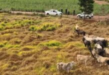 Polícia prende suspeitos de integrar quadrilha de furto e venda de quase 260 cabeças de gado no noroeste de SP
