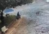 Idoso que matou cães de rua envenenados em Álvares Florence é multado em R$ 21 mil