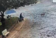 Idoso que matou cães de rua envenenados em Álvares Florence é multado em R$ 21 mil