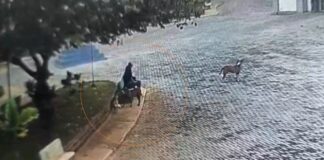 Idoso que matou cães de rua envenenados em Álvares Florence é multado em R$ 21 mil