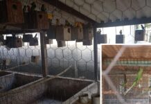 Criador é multado em R$ 133 mil por manter 655 aves exóticas irregularmente em Jales