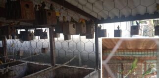 Criador é multado em R$ 133 mil por manter 655 aves exóticas irregularmente em Jales