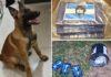 DISE apreende 3 kg de cocaína enterrada em canavial em Votuporanga