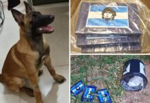DISE apreende 3 kg de cocaína enterrada em canavial em Votuporanga
