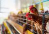 Prefeitura de Votuporanga reforça medidas de prevenção contra raiva animal e gripe aviária