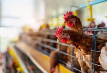 Prefeitura de Votuporanga reforça medidas de prevenção contra raiva animal e gripe aviária