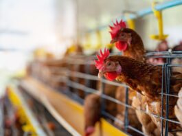 Prefeitura de Votuporanga reforça medidas de prevenção contra raiva animal e gripe aviária