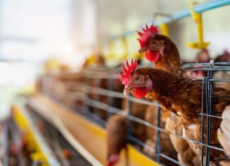 Prefeitura de Votuporanga reforça medidas de prevenção contra raiva animal e gripe aviária