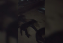 Três cães morrem no Abrigo dos Focinhos; protetora acredita em ataque com veneno