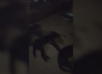 Três cães morrem no Abrigo dos Focinhos; protetora acredita em ataque com veneno