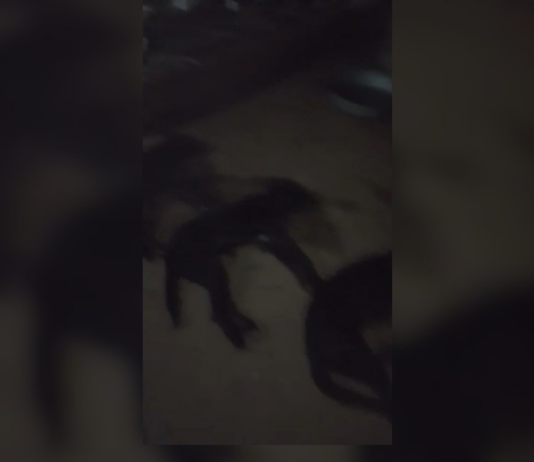 Três cães morrem no Abrigo dos Focinhos; protetora acredita em ataque com veneno