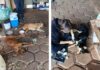 Homem é preso suspeito de envenenar quatro cachorros em Álvares Florence; três animais morreram