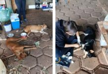 Homem é preso suspeito de envenenar quatro cachorros em Álvares Florence; três animais morreram
