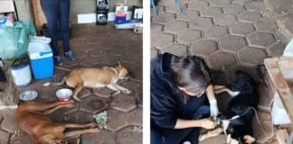 Homem é preso suspeito de envenenar quatro cachorros em Álvares Florence; três animais morreram