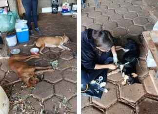 Homem é preso suspeito de envenenar quatro cachorros em Álvares Florence; três animais morreram