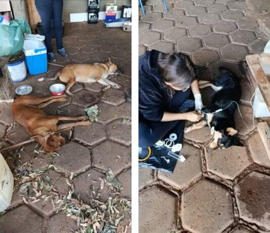Homem é preso suspeito de envenenar quatro cachorros em Álvares Florence; três animais morreram