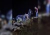 Carro cai da ponte na usina hidrelétrica e deixa um morto e dois feridos em Ilha Solteira