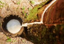Certificação abre novos caminhos para a borracha natural brasileira