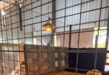 Feirinha de adoção oferece nova oportunidade para cães e gatos resgatados neste domingo