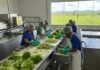 Curso gratuito de Processamento Agroindustrial de Vegetais está com inscrições abertas em Votuporanga