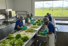 Curso gratuito de Processamento Agroindustrial de Vegetais está com inscrições abertas em Votuporanga