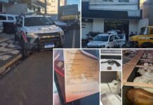 “Golpe do PIX falso” resulta em apreensão de gado na Rodovia Euclides da Cunha