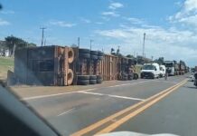 Caminhão carregado com 60 cabeças de gado tomba em rodovia no trevo de Magda