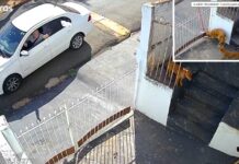 Idoso é condenado por envenenar cães com ‘chumbinho’ em Jales