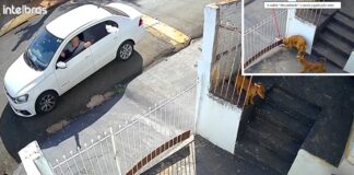 Idoso é condenado por envenenar cães com ‘chumbinho’ em Jales