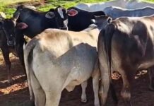 PM prende suspeito de furtar 16 cabeças de gado e apreende espingarda