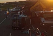 Caminhão carregado com gado tomba em canteiro de rodovia