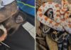 Macaco-prego e cobras exóticas são encontrados em casa após denúncia de comércio ilegal pelas redes sociais
