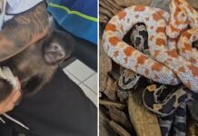 Macaco-prego e cobras exóticas são encontrados em casa após denúncia de comércio ilegal pelas redes sociais