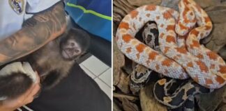 Macaco-prego e cobras exóticas são encontrados em casa após denúncia de comércio ilegal pelas redes sociais