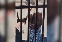 Primos são presos após espancar homem e tentar enforcá-lo com cinto