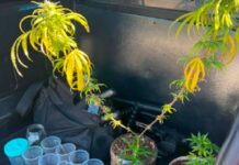 Adolescente é detido com pés de maconha em Paulo de Faria