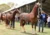 Visitantes da EXPO Rio Preto poderão vivenciar montaria em cavalos Mangalarga com passeios gratuitos