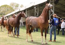 Visitantes da EXPO Rio Preto poderão vivenciar montaria em cavalos Mangalarga com passeios gratuitos