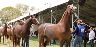 Visitantes da EXPO Rio Preto poderão vivenciar montaria em cavalos Mangalarga com passeios gratuitos
